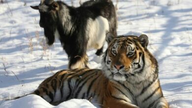 Russian goat who made unlikely friends with tiger dies