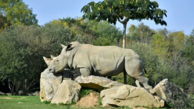 Sana, world's oldest captive white rhino dies in French zoo