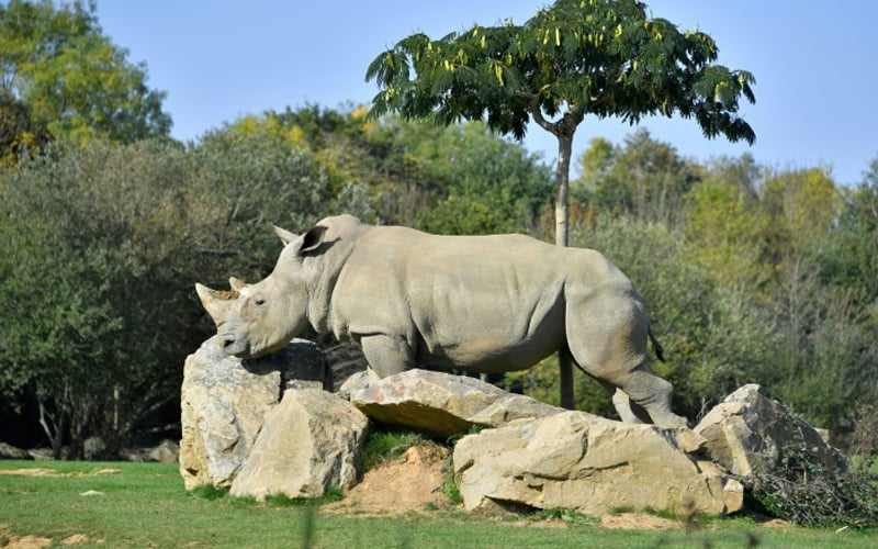 Sana, world's oldest captive white rhino dies in French zoo