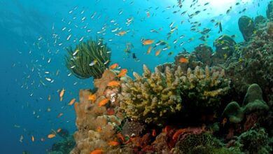 Strange disease threatens Caribbean coral reef