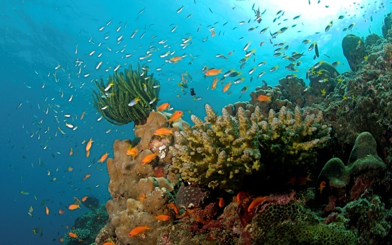 Strange disease threatens Caribbean coral reef