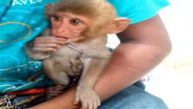 Hyderabad: Couple booked for using son, baby monkey to beg