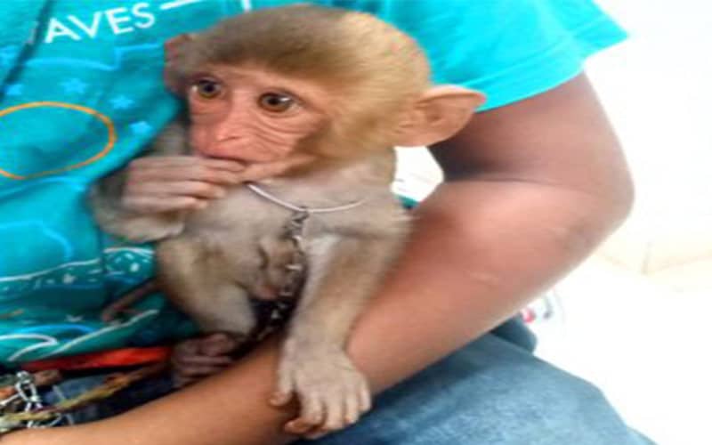 Hyderabad: Couple booked for using son, baby monkey to beg