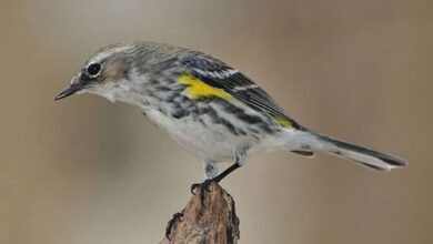 Scientists discover 10 new bird taxa