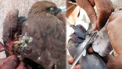 Chinese Manja used by kite flyers a major threat to birds