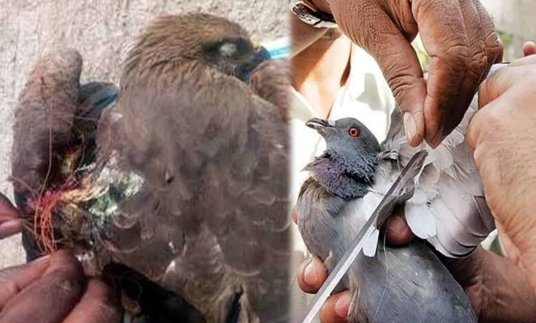 Chinese Manja used by kite flyers a major threat to birds