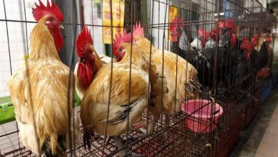Bird flu outbreak in state-run poultry farm in Kerala, 1800 birds dead