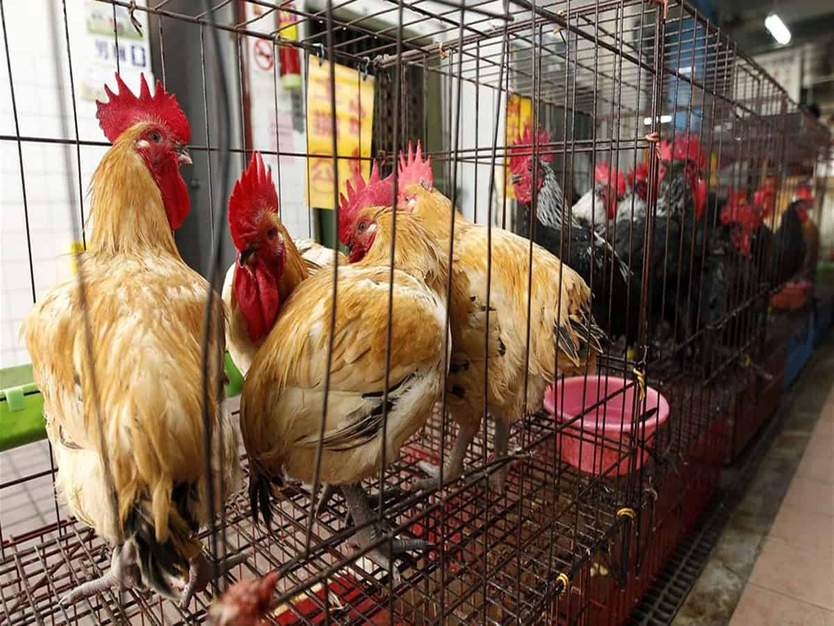 Bird flu outbreak in state-run poultry farm in Kerala, 1800 birds dead