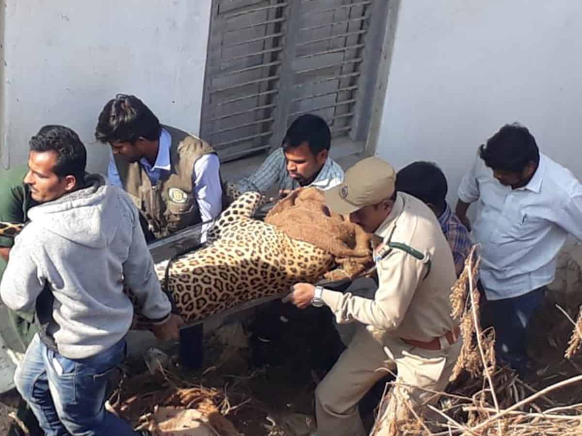 Telangana Forest officials catch panther in Shadnagar
