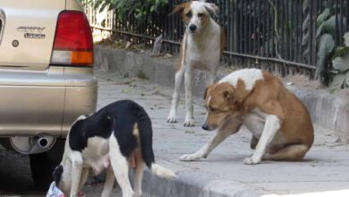 Telangana: 3 street dogs, including one pregnant beaten to death