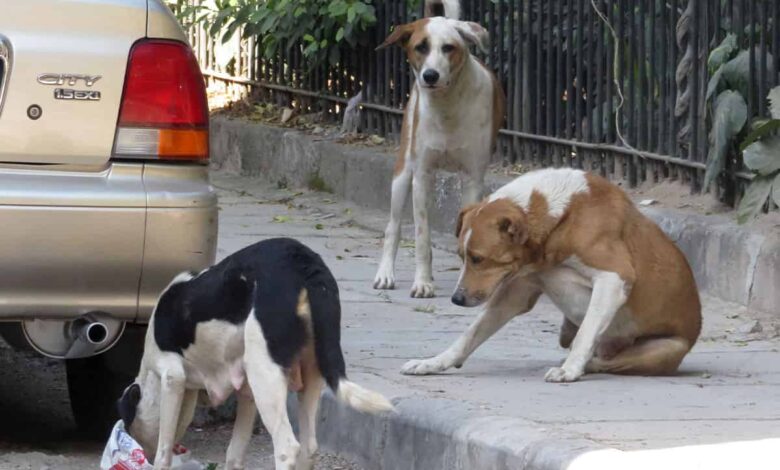 Telangana: 3 street dogs, including one pregnant beaten to death