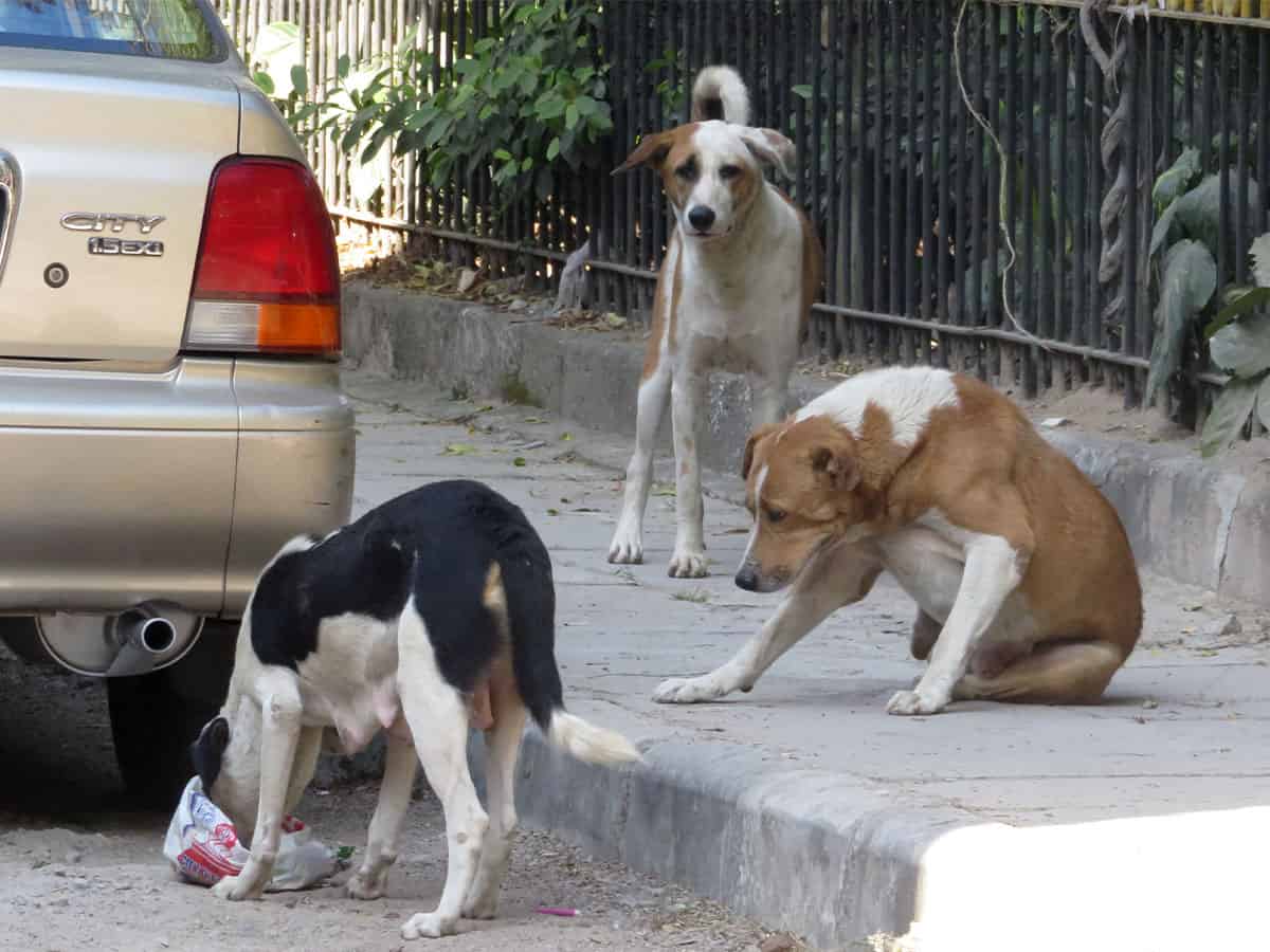 Telangana: 3 street dogs, including one pregnant beaten to death