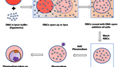 New method to make genetic alterations in malaria parasite