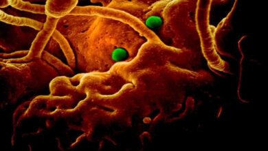 Coronavirus