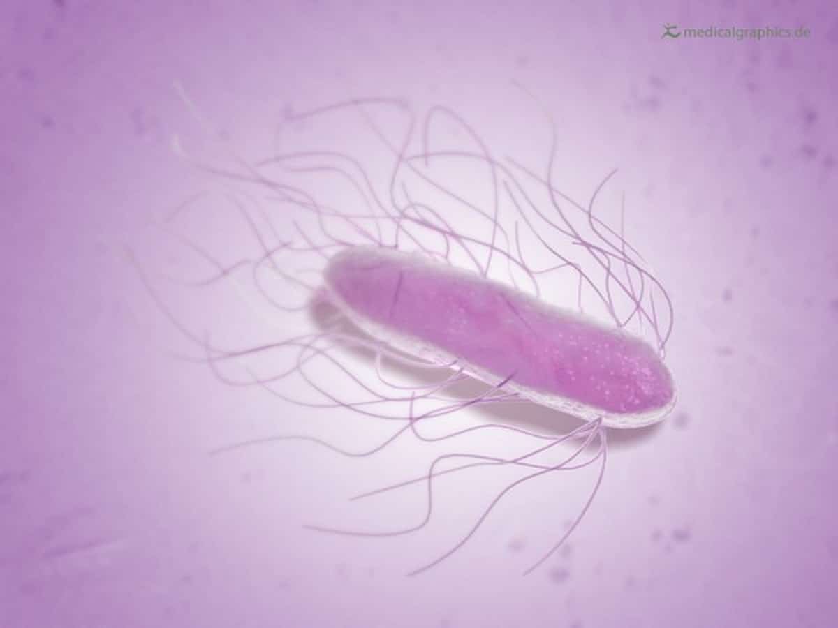 Salmonella Bacterium