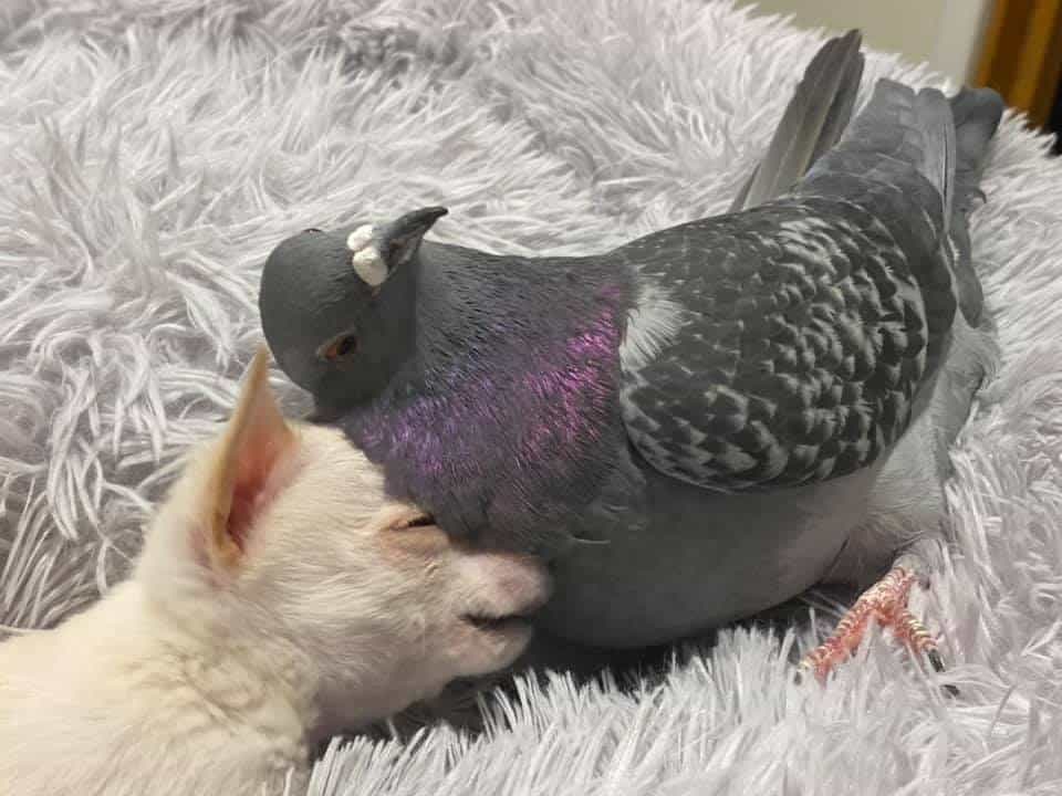 True friendship: A flightless pigeon and puppy who can't walk.