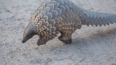 Pangolin