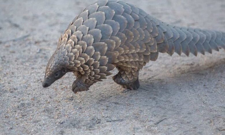 Pangolin