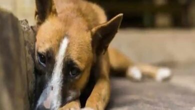 Hyderabad: Dog beaten up by security guard, critical