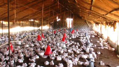 Israel detects bird flu outbreak near Lebanese border