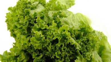 lettuce