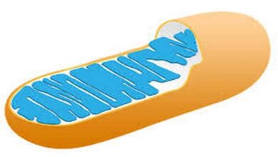mitochondria