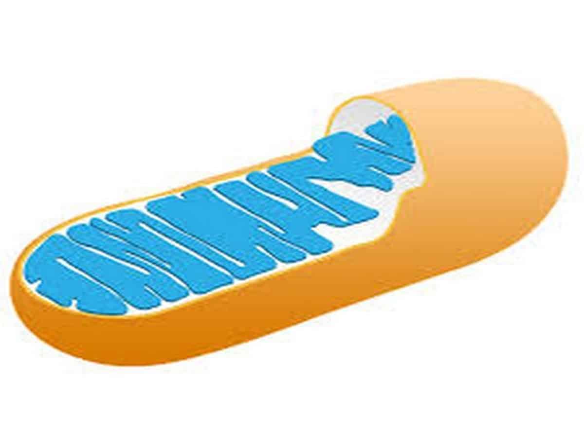 mitochondria