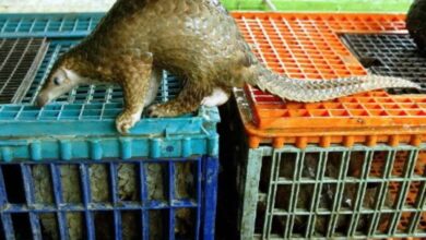 pangolins