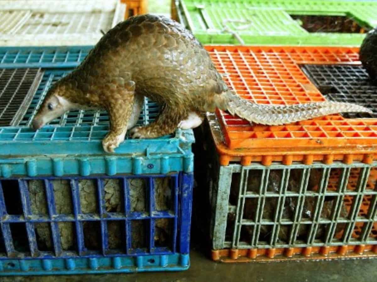 pangolins