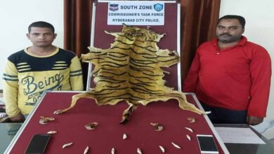 tiger skin