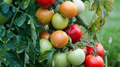 tomato