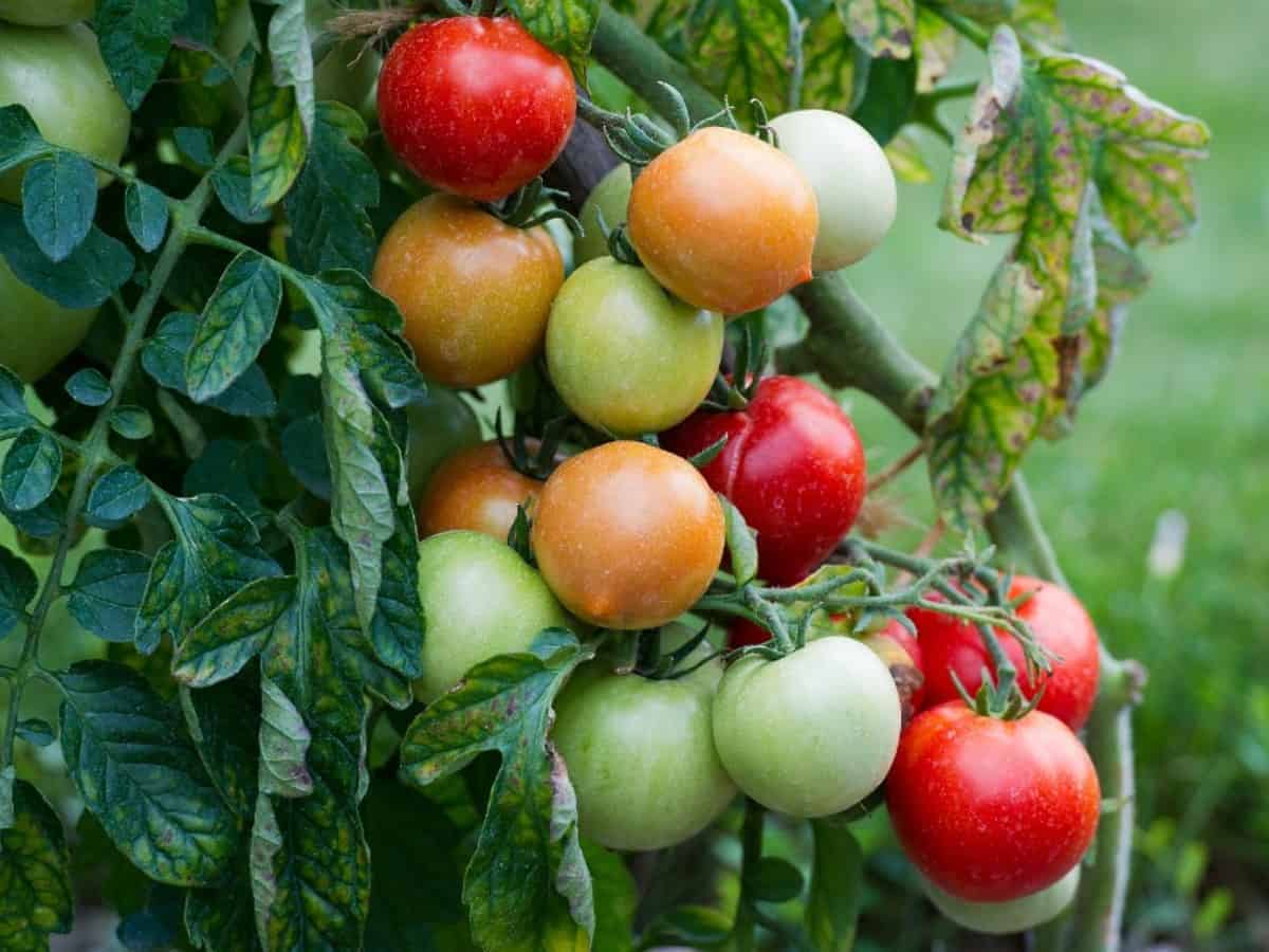 tomato