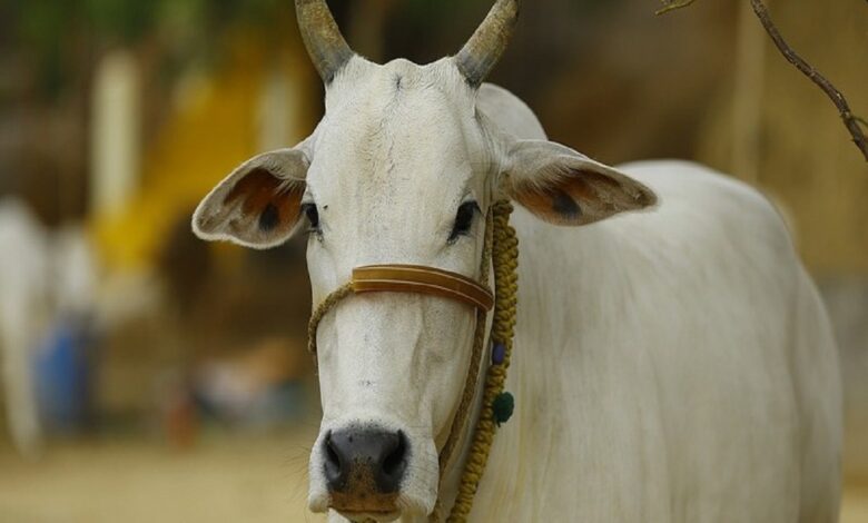Cow