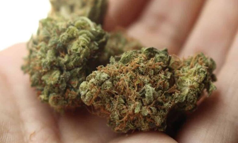 Marijuana