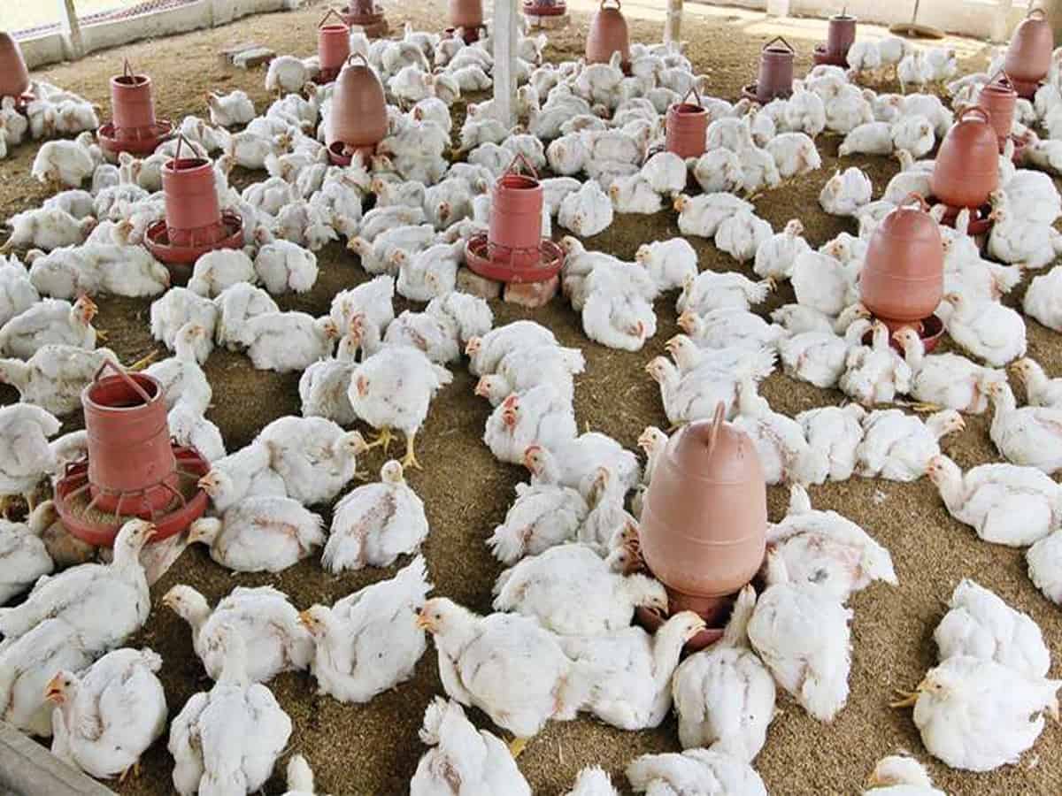 Coronavirus in Hyderabad: 40% drop in sale of egg, chicken