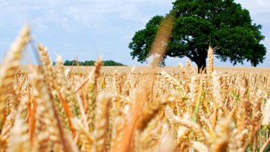 Lebanese wheat farmers struggle to sustain livelihoods amid spiraling inflation