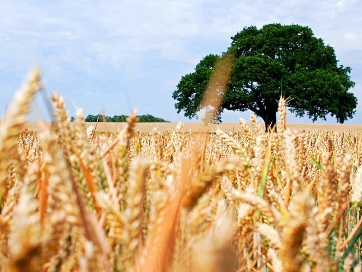 Lebanese wheat farmers struggle to sustain livelihoods amid spiraling inflation
