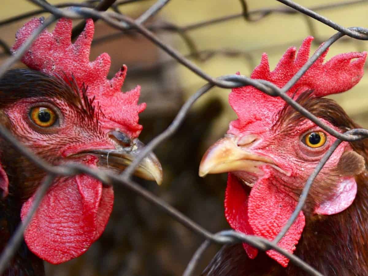 poultry