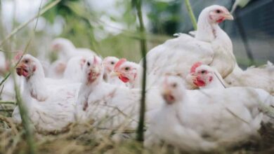 Over 10,000 poultry die in Ghana's avian flu outbreak