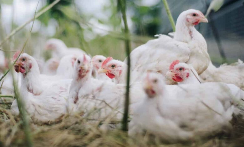 Over 10,000 poultry die in Ghana's avian flu outbreak