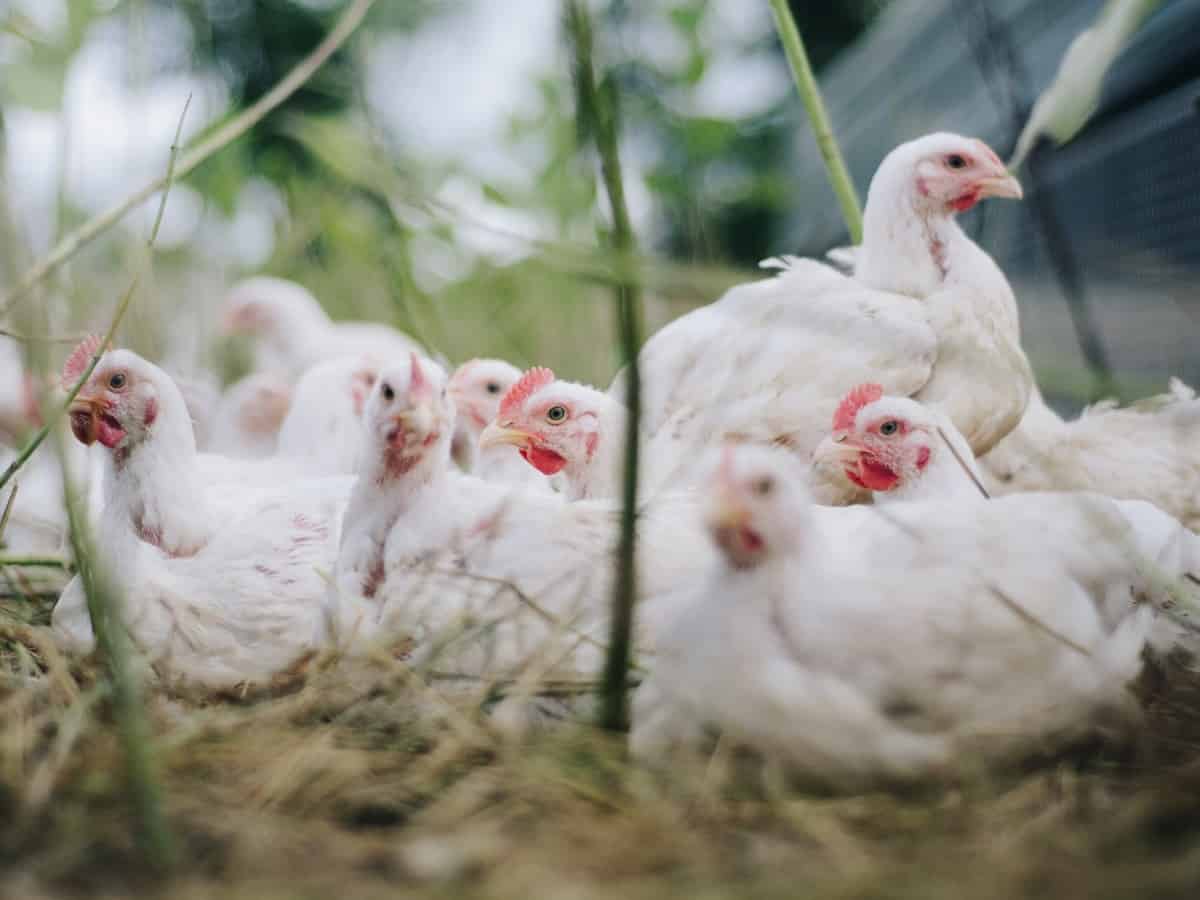 Over 10,000 poultry die in Ghana's avian flu outbreak