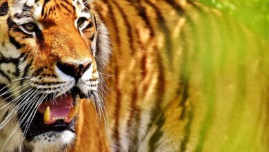 Tigress