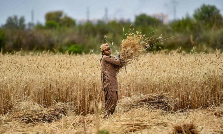 Total area sown under Rabi crops surges past 493.6 lakh hectares