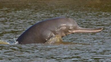 Endangered Ganges Dolphins were spotted in River Ganga