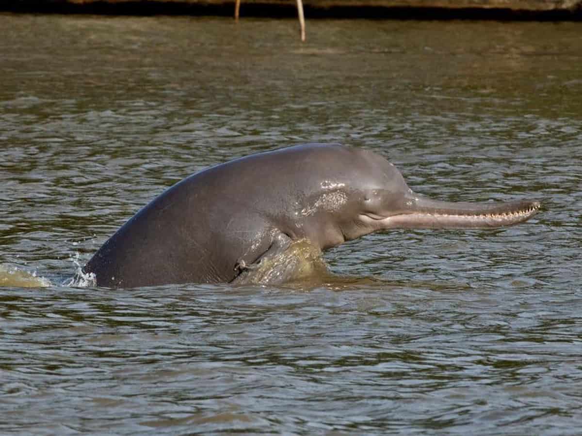 Endangered Ganges Dolphins were spotted in River Ganga