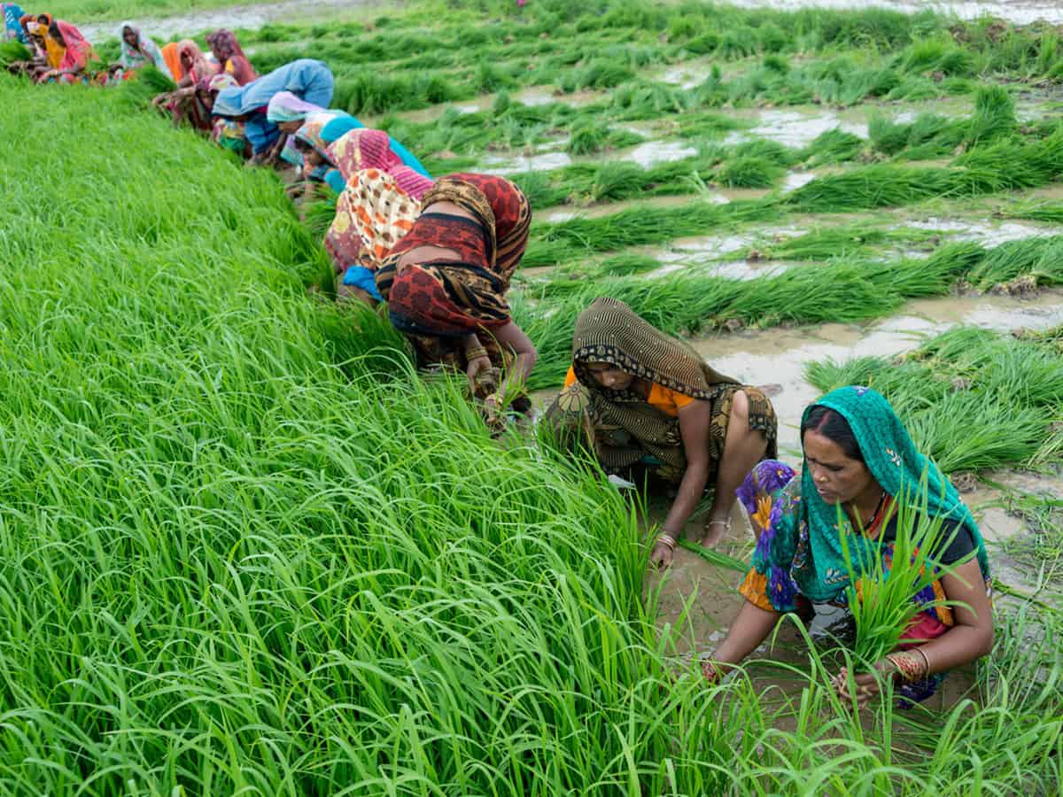 сбор чая на плантации в индии. отрасли хозяйства индии. основные отрасли экономики индии. хозяйство индии кратко. промышленность индии кратко.