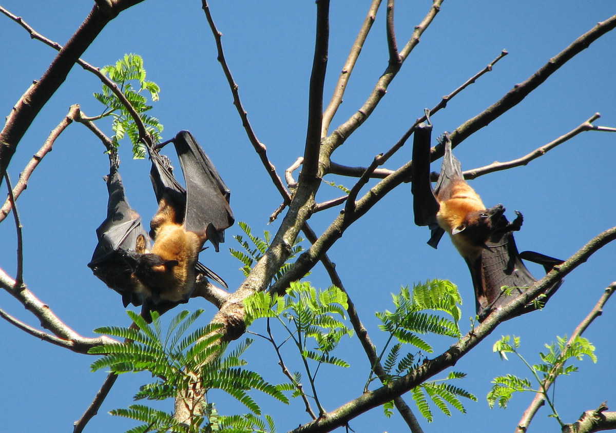 bats