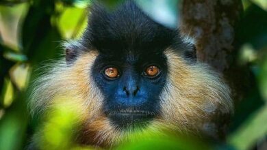 Photos: Beautiful Creatures Around the world