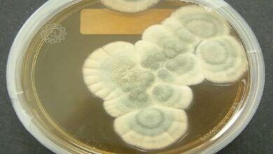 fungi