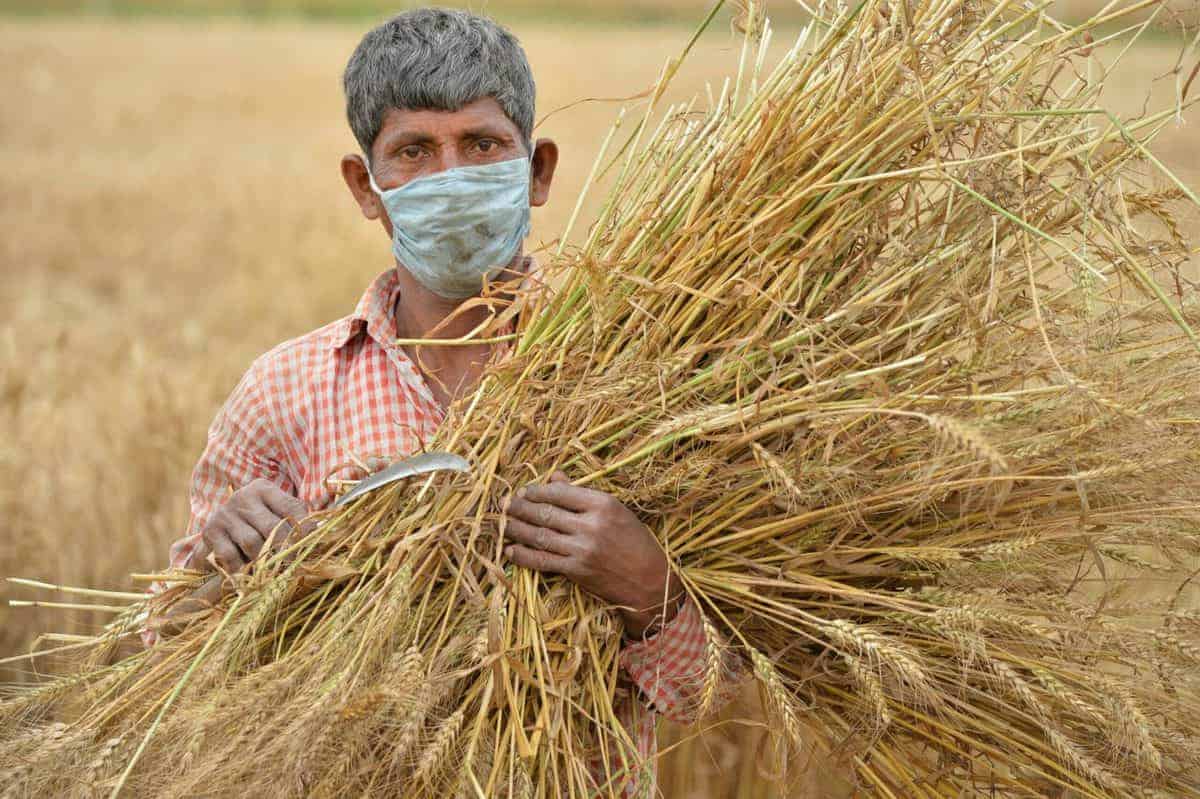 Telangana farmers can now grow only what the govt wants